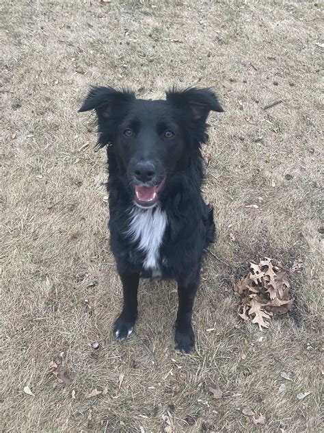 Border Collie Mix