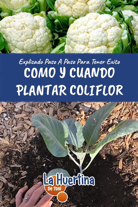 Como Y Cuando Plantar Coliflor En El Huerto La Huertina De Toni