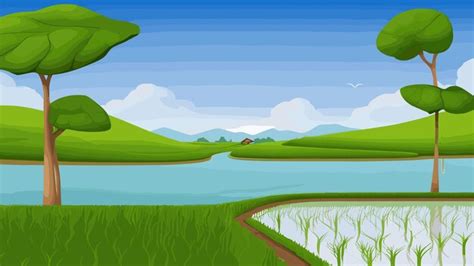 Premium Vector Rice Paddy Field Ready For Harvest Illustration