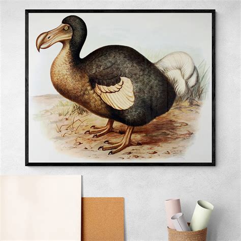 Dodo Bird Extinction