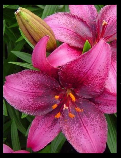 Types Of Lilies 8 Beautiful Cold Hardy Choices For The Garden Artofit