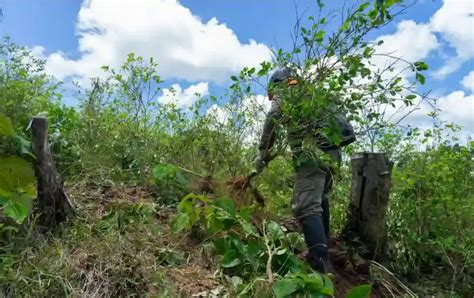 Erradican M S De Hect Reas De Cultivos Ilegales De Hoja De Coca