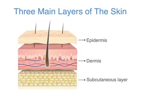 Human Epidermal Cells Diagram