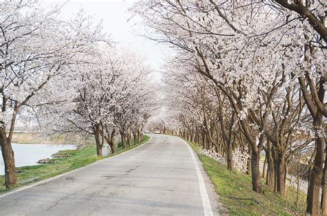 ‘Cherry Blossom Drive’ Route in Jeonju