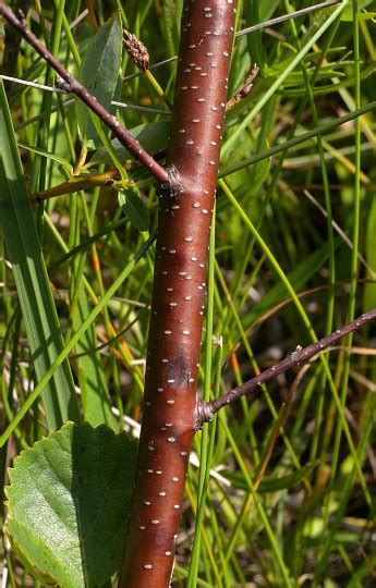 Bog Birch Betula Pumila