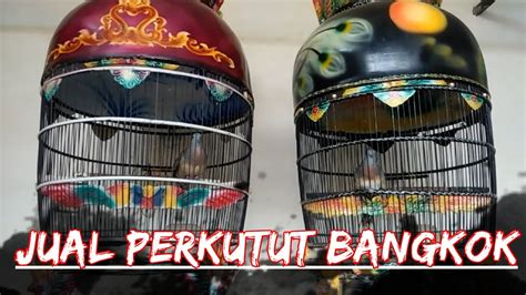 Jual Perkutut Bangkok Murah Beli Perkutut Bangkok Harga Murah Piyikan