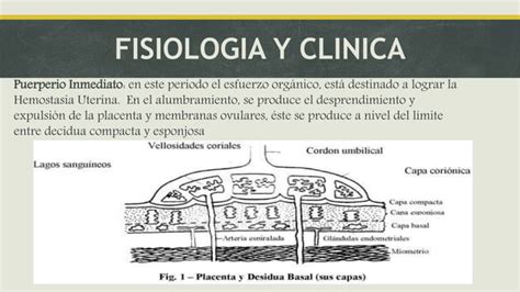 Puerperio Normal Y Patol Gico Ppt