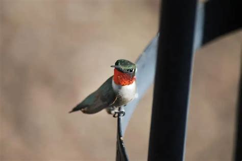 9 Hummingbirds In Oregon Common Rare Golden Spike Company