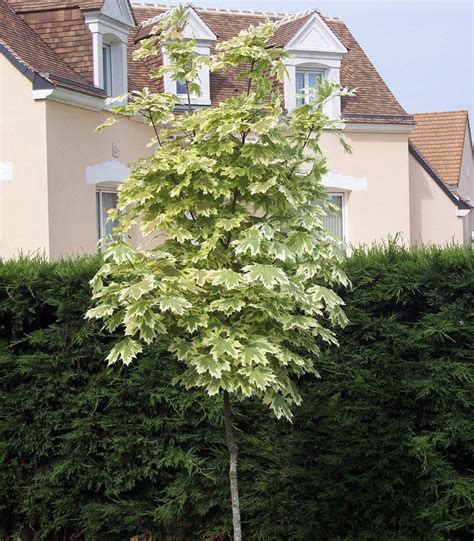 Acer Platanoides Drummondii Erable De Drummond