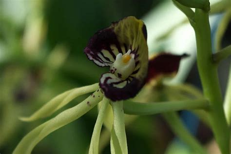 All About Belizes National Flower The Black Orchid