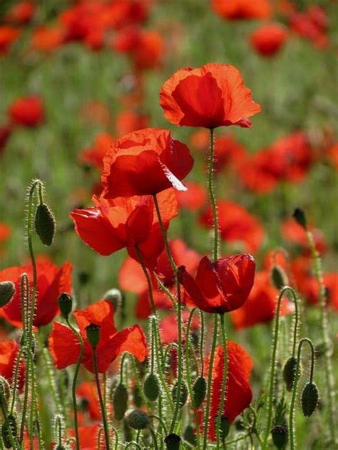 Some Red Flowers Are In The Grass And There Is No Image On This Page To