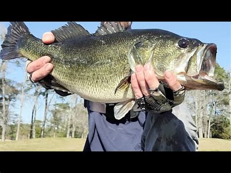 Pond Fishing For Big Bass New Pb Youtube