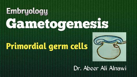 8 Embryology Gametogenesis Part 1 Primordial Germ Cells Dr