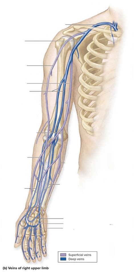 Veins Of Right Upper Limb Diagram Quizlet