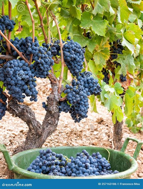 Colheita De Uva Canonau Cachos De Uvas Entre Os Ramos Da Planta