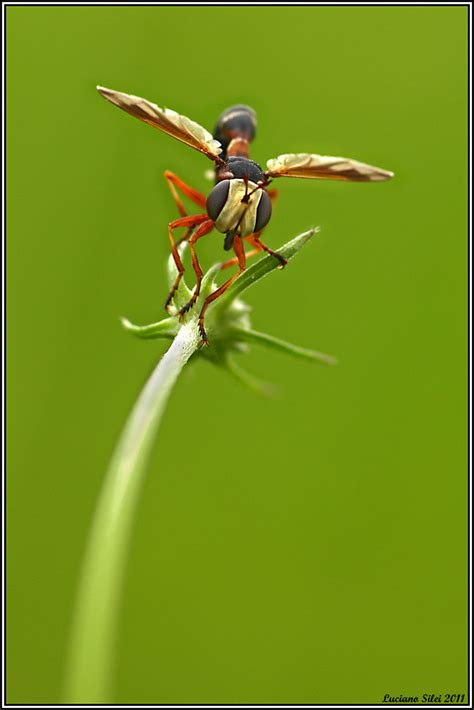 Pronti Via Luciano Silei Flickr