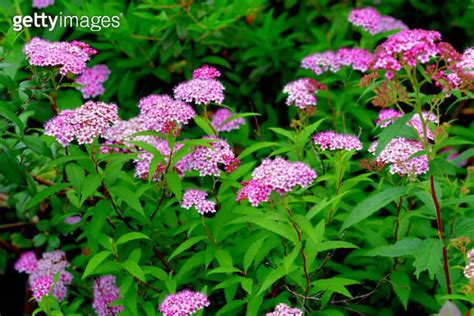 Spiraea japonica Japanese spirea Japanese meadowsweet 이미지