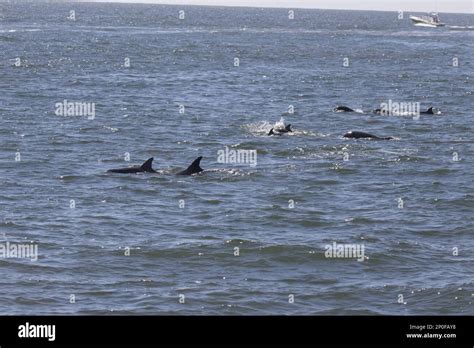 Bottlenose Dolphin Bottlenose Dolphins Bottlenose Dolphins Dolphins