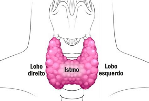 Tireoide Fun Es Anatomia E Problemas Toda Mat Ria