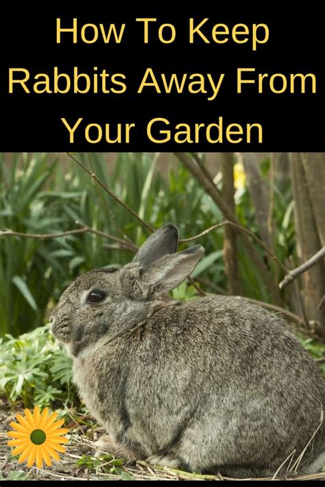 How To Keep Rabbits Away From The Garden