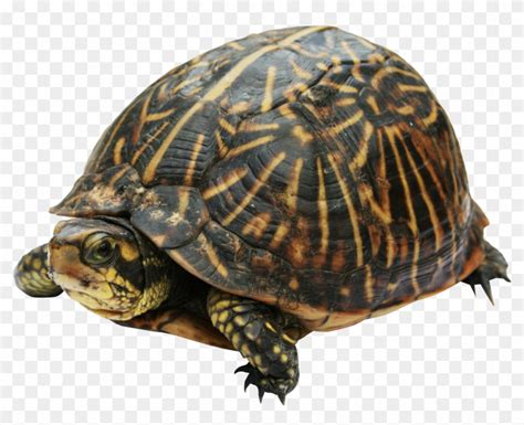 Mine Turtle In Real Life, HD Png Download - 1730x1337(#555968) - PngFind