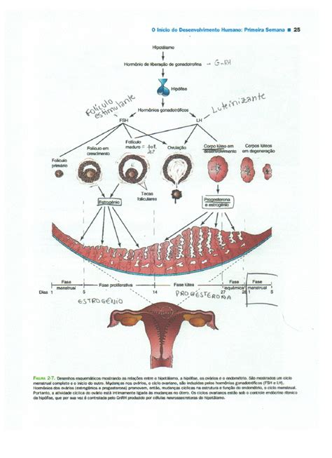 Ciclo Menstrual Ginecologia E Obstetr Cia Hot Sex Picture