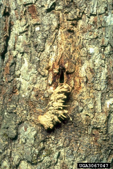 White Oak Diseases And Pests