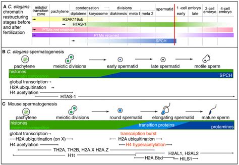 Summary Of Stages Of Chromatin Remodeling Events In C Elegans During Download Scientific