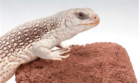 Desert Iguana