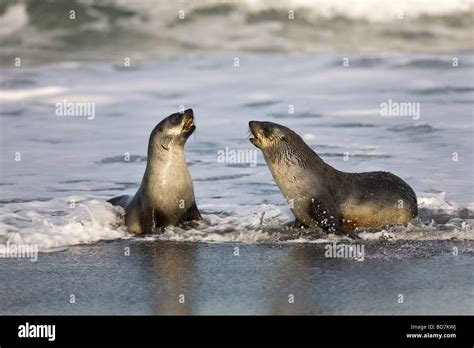 Play Fighting Seals Hi Res Stock Photography And Images Alamy