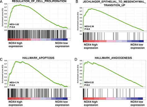 Overexpression Of Nox4 Predicts Poor Prognosis And Promotes Tumor