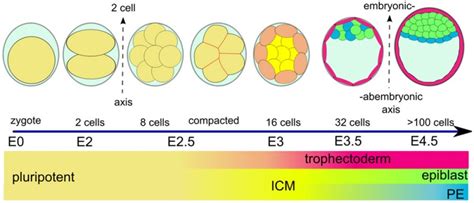 Blastocyst Development - Embryology