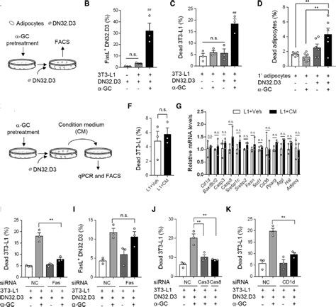 The Fas Fasl Pathway Is Essential For Inkt Cells To Remove Adipocytes Download Scientific