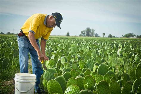 Asesora Uaslp En Producción De Nopal Para Generar Biogás Panorama Agrario