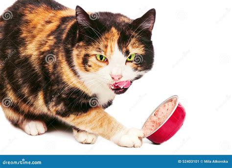 Gato De Chita Fome Isolado No Branco Imagem De Stock Imagem De