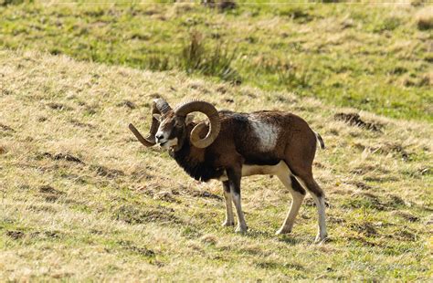 Mouflons Exceptionnels Du Sancy Bernard Vassel Flickr