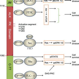 ALK fusion-protein signaling pathways. Selected phosphotyrosine (pY ...