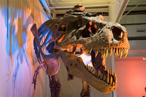 A T Rex Named Sue 2015 Exhibits