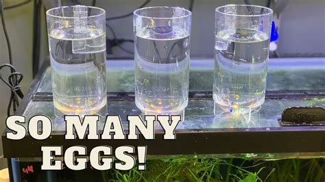 How To Strip African Cichlids Of Eggs Egg Tumbler Set Up Youtube