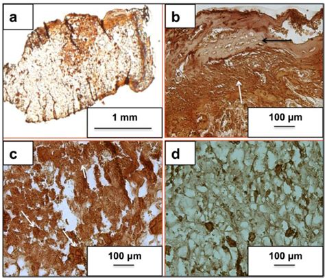 Alizarin Red Staining For Matrix Calcium Deposition Images A C