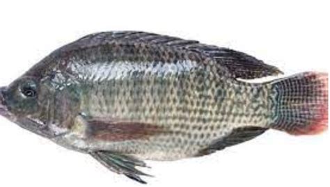 Ikan Nila