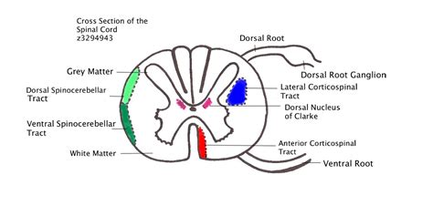 Spinal Cord Cross Section Histology Labeled