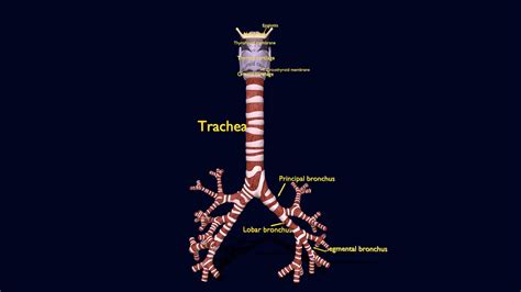 Trachea Larynx Model Labeled