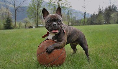 180+ French Bulldog Names – Cool Names for Male & Female Frenchies