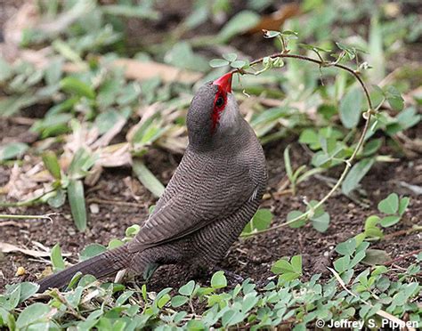 Tahiti Birds