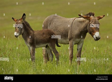 Feral Burro Or Donkey Equus Asinus Equus Africanus Asinus Custer