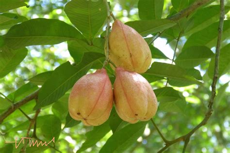 Ackee Apple Tela Honduras Sn Blighia Sapida Sapindacea Flickr