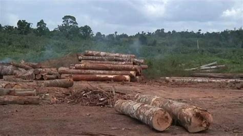 Alertan De Los Altos Niveles De Deforestaci N De La Selva Amaz Nica