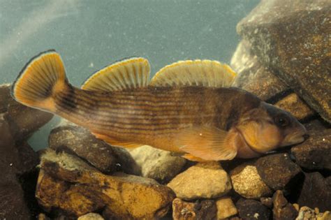 Nothonotus Bellus Fishes Of The Upper Green River Ky · Inaturalist