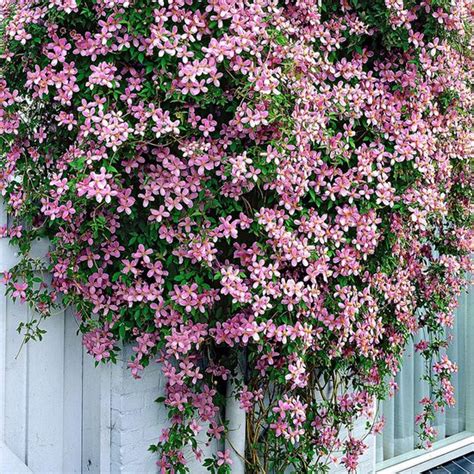 Clematis Montana Rubens Roze Winterhard Klimplant Cm